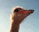 Ostrich Pic.