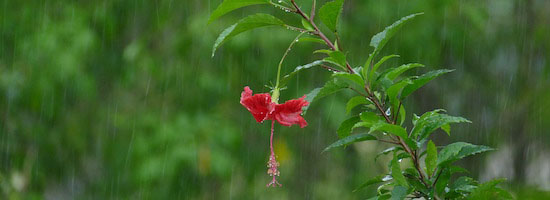 Blossom Season and Rainy Days