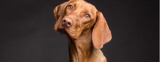 Tasty Meal or Man’s Best Friend?