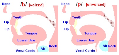 v/ vs /b/ - The Sound of English